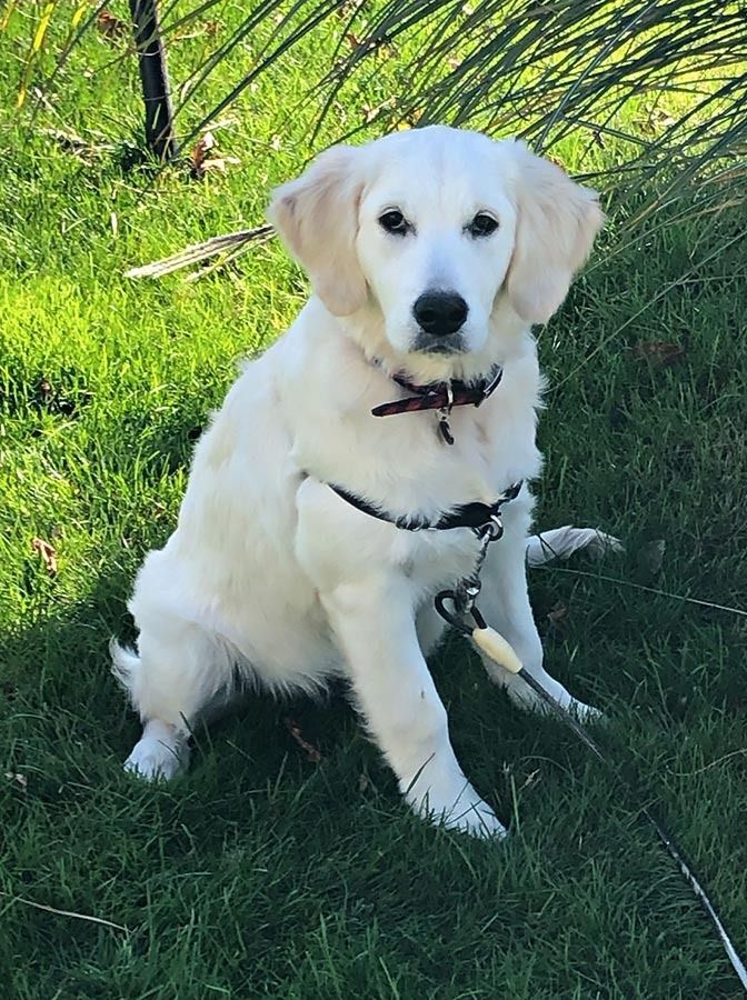 White Golden Retriever puppy sitting in grass, looking at camera.