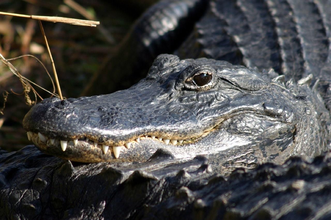 A closeup of an alligator