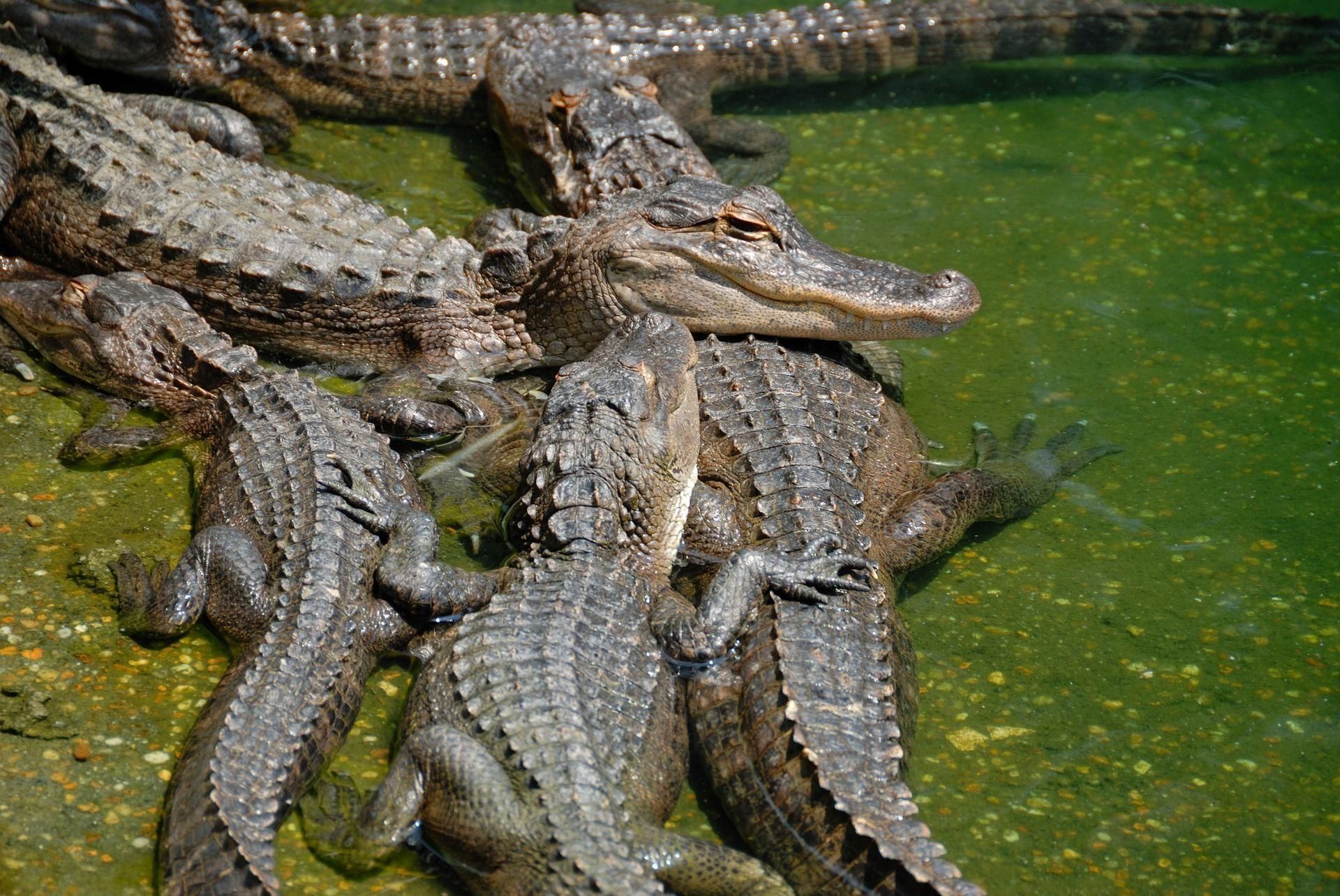 A bunch of alligators laying together.