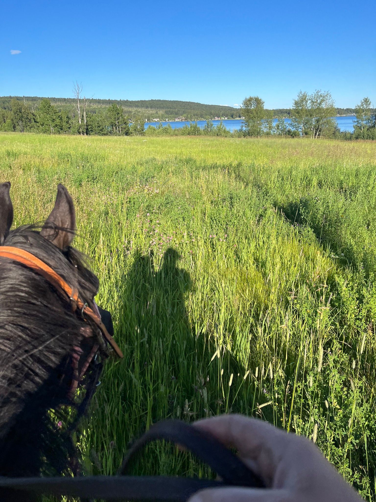 A person is riding a horse through a grassy field.