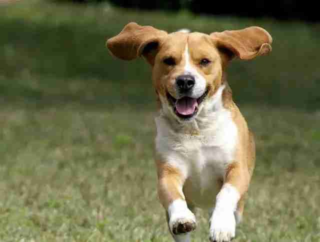 A beagle with ears flapping in the wind runs joyfully across a grassy field.