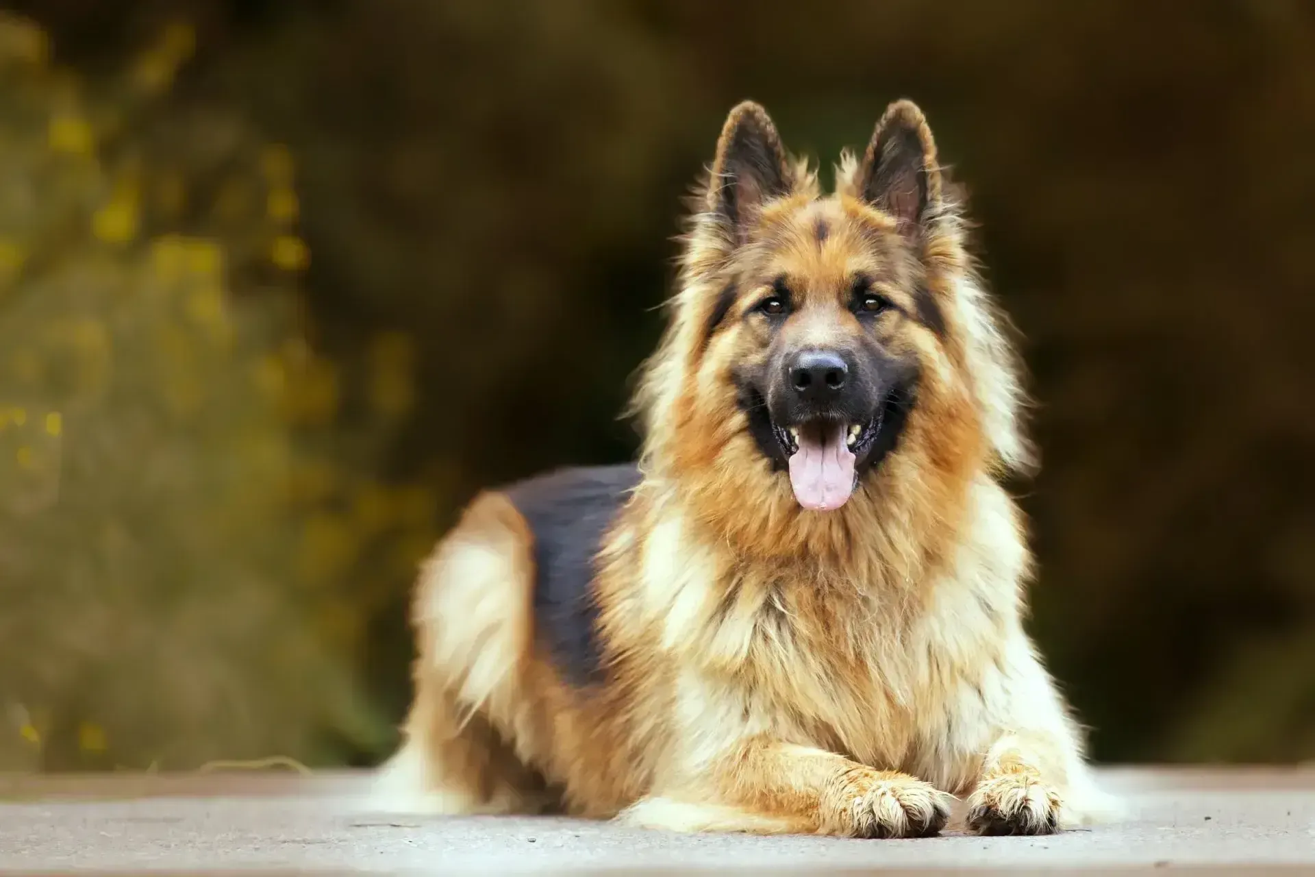 A long-haired German Shepherd dog lies on a paved surface, looking forward with an open mouth and tongue out.