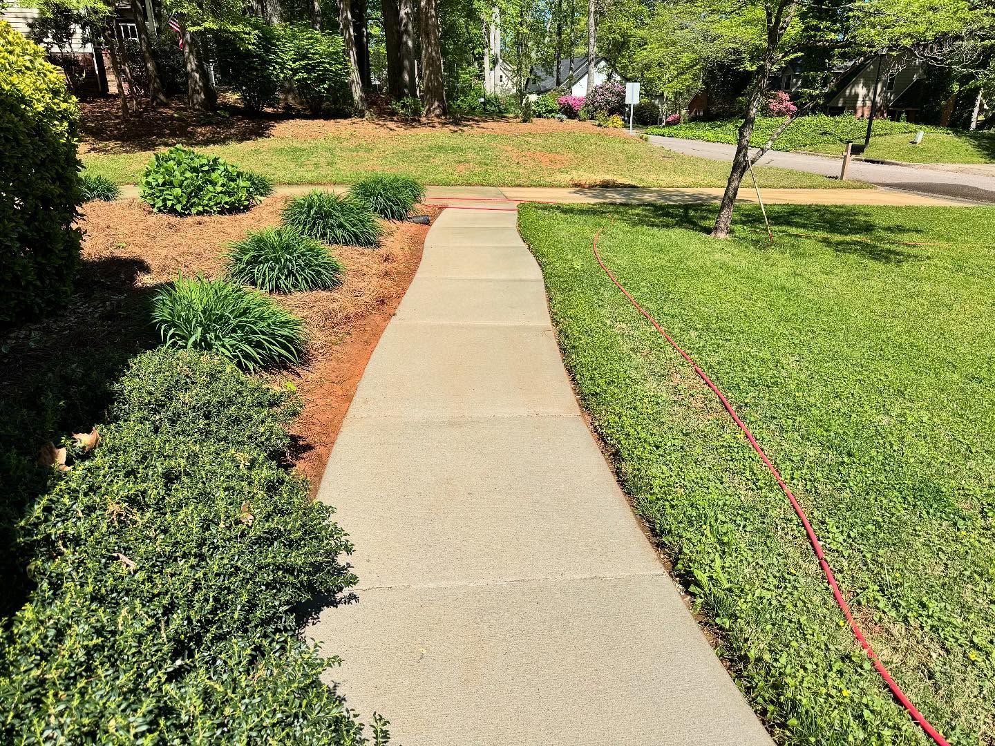 Concrete walkway through a green lawn and garden beds with green plants and brown mulch. Bright sunny day.