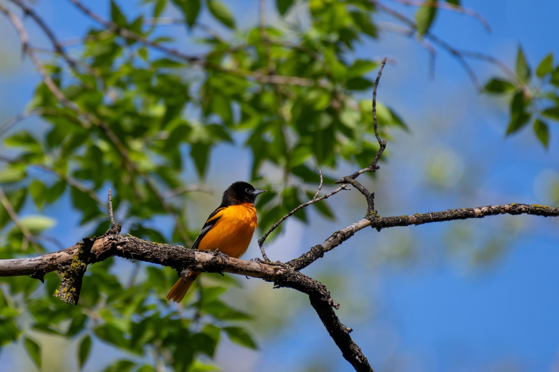 Baltimore Oriole