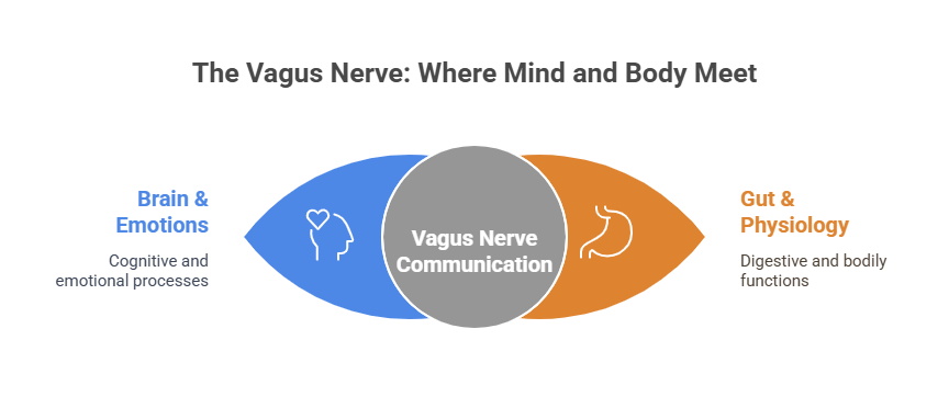 The vagus nerve connecting brain and emotions with gut and physiology