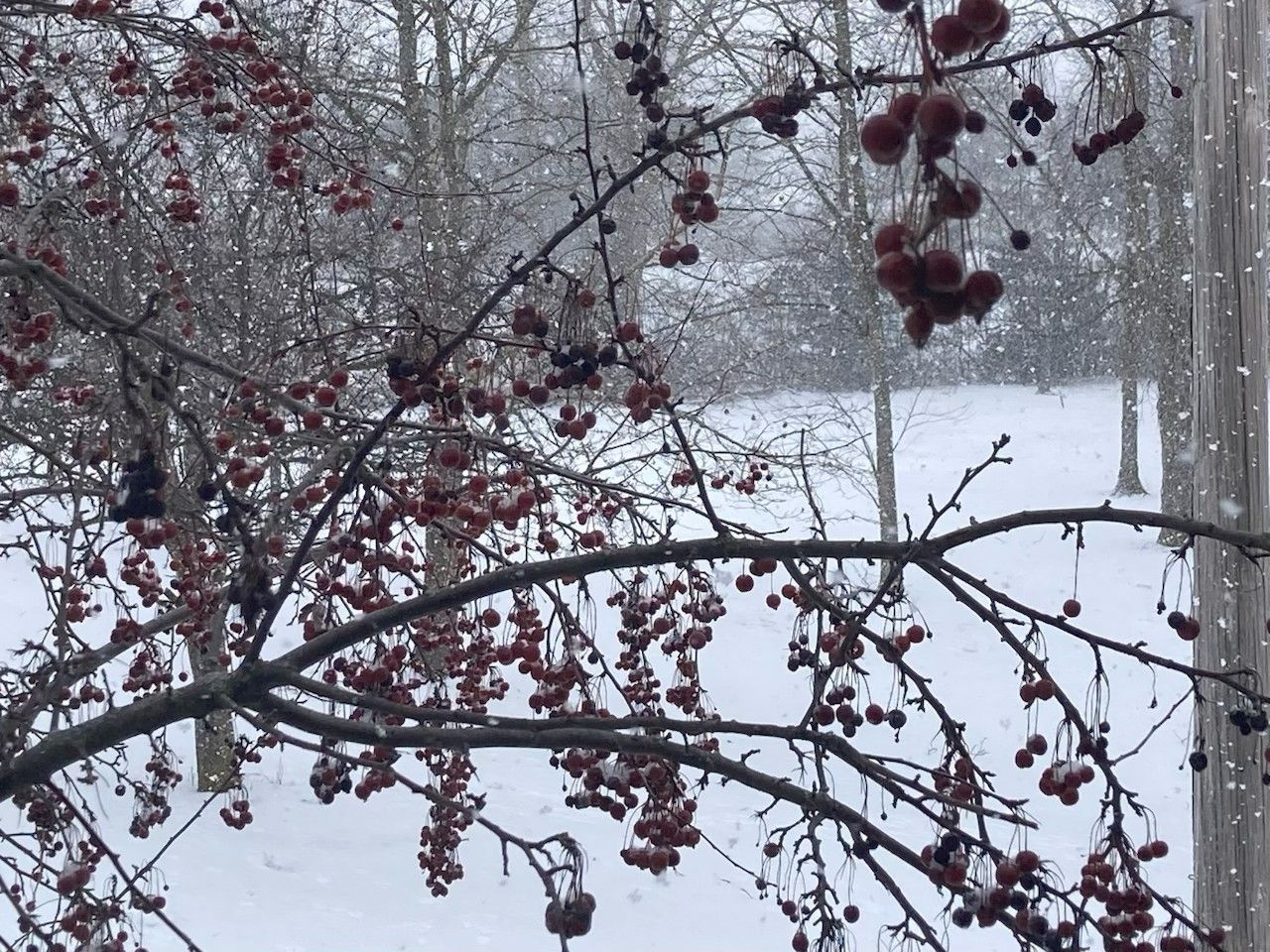 Snowy landscape outside my back door.