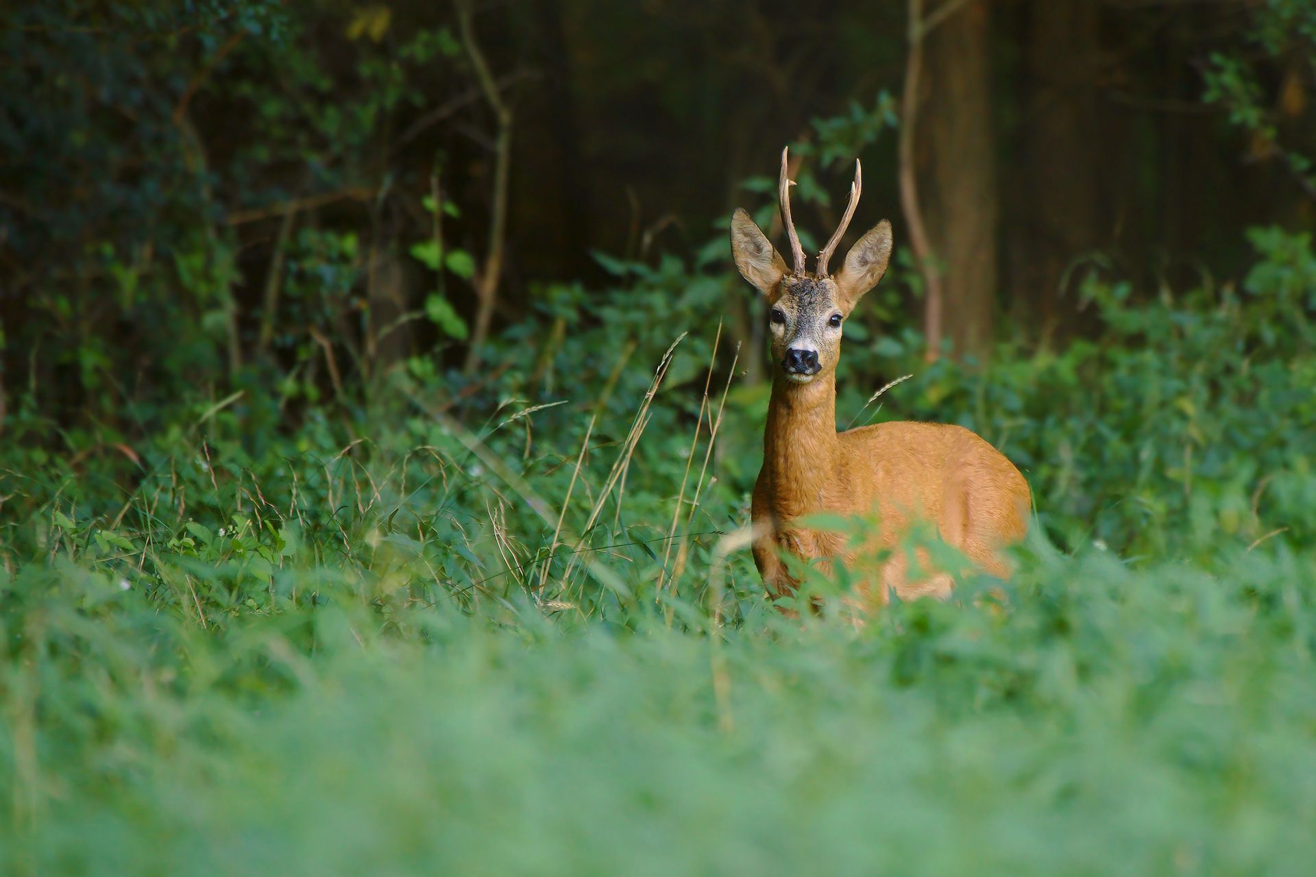 Buckstandinginforest