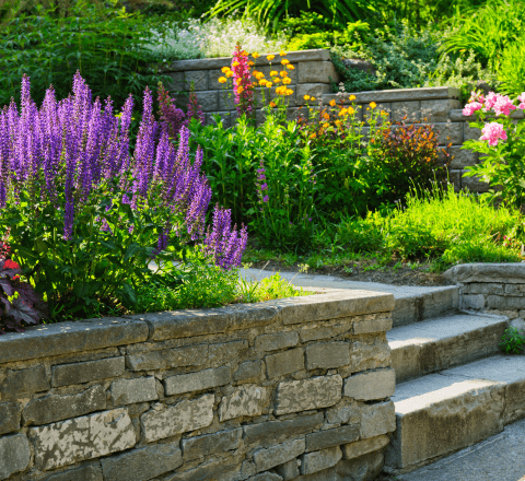 A garden with purple flowers and a stone wall