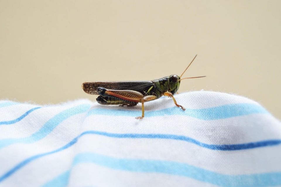Plaga de langostas, humanos