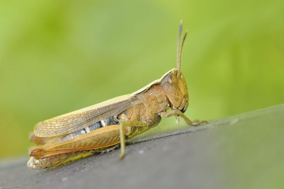 Plaga de langostas