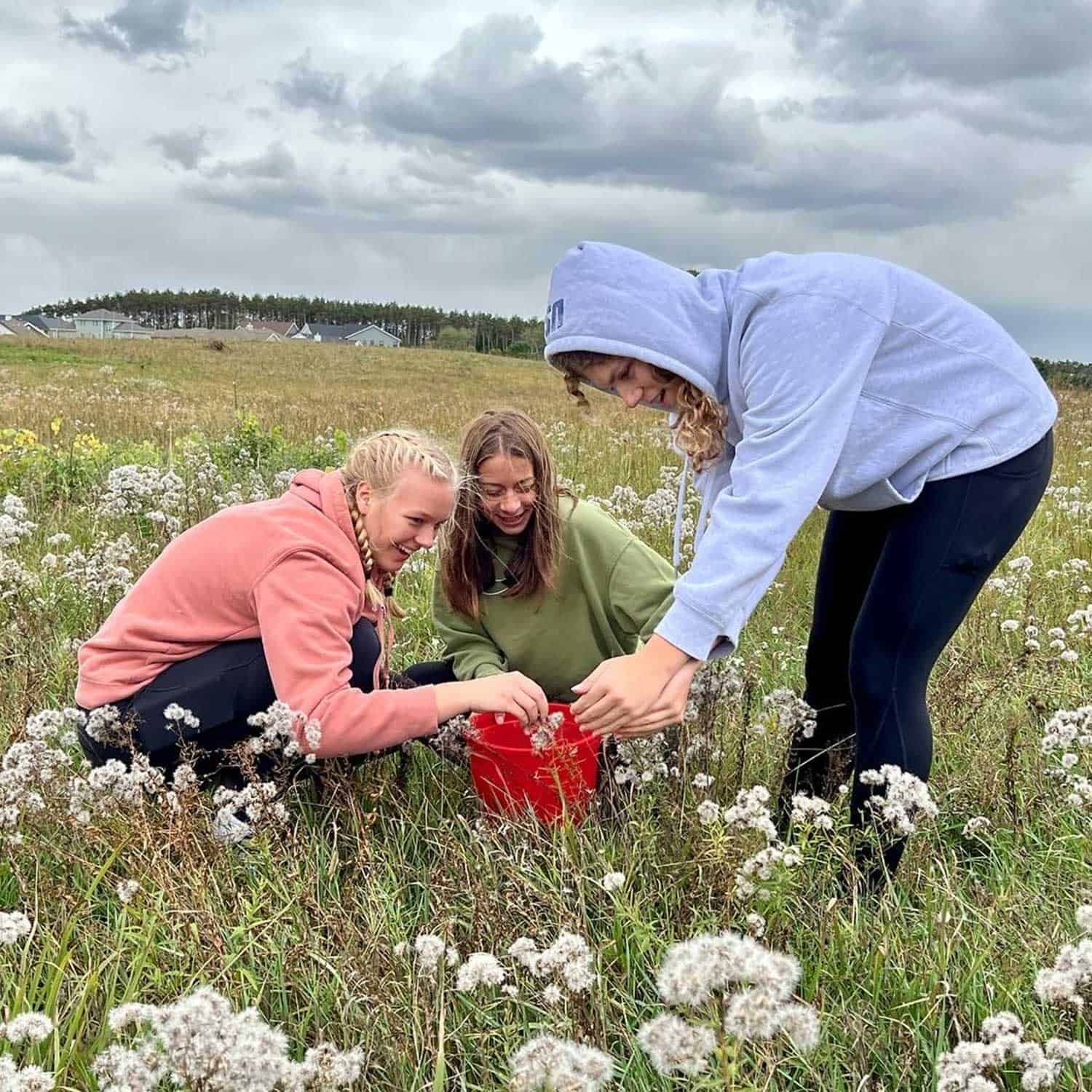 Three people picking flowers in a field; one person wearing a pink hoodie, one in green, and one in grey.