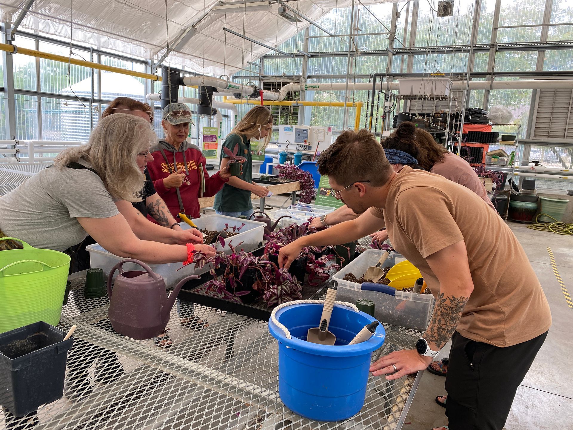 People working with plants in a greenhouse, tending to flowers, some using buckets and pots.