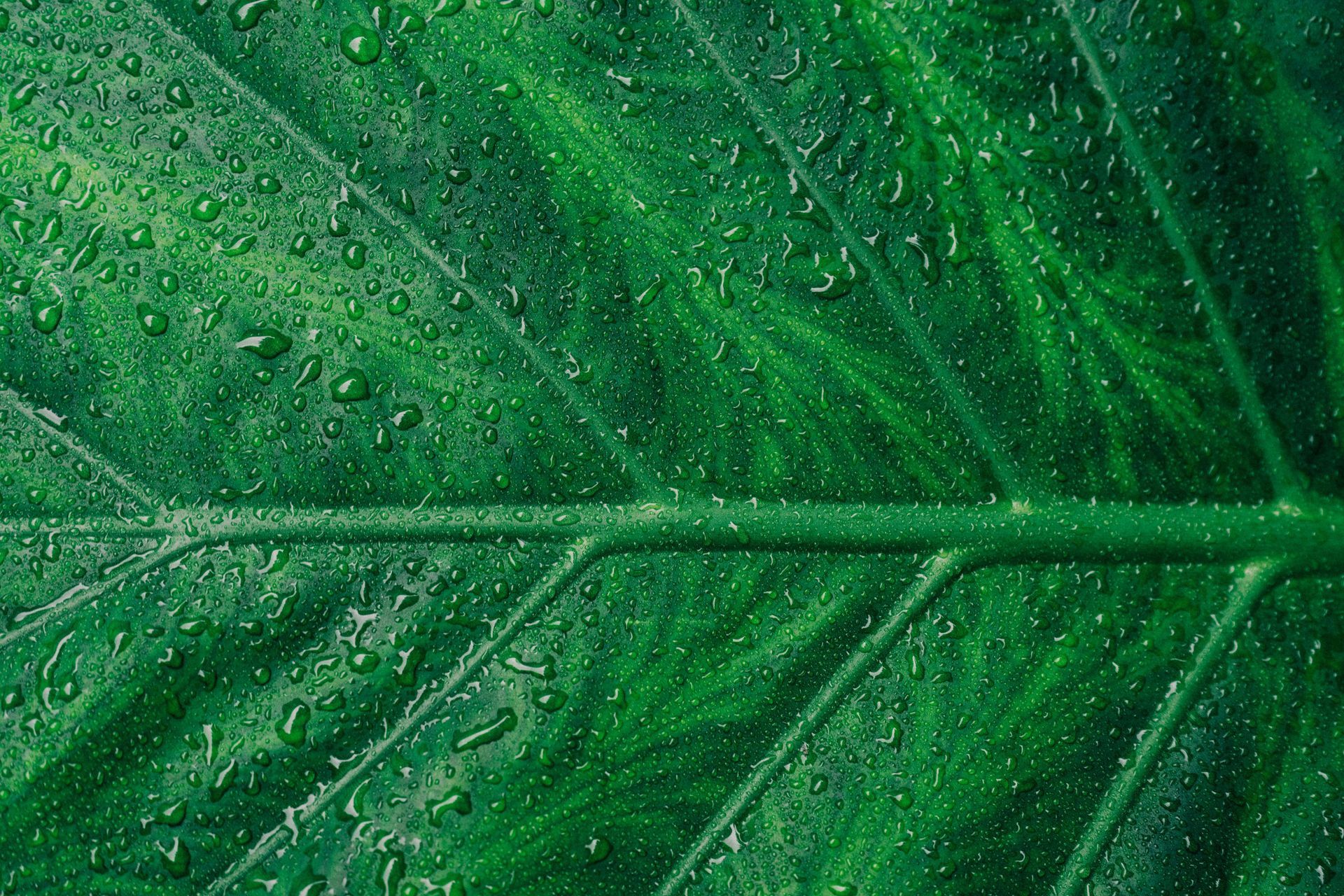Close-up of a large, dark green leaf with water droplets, showing intricate veining.