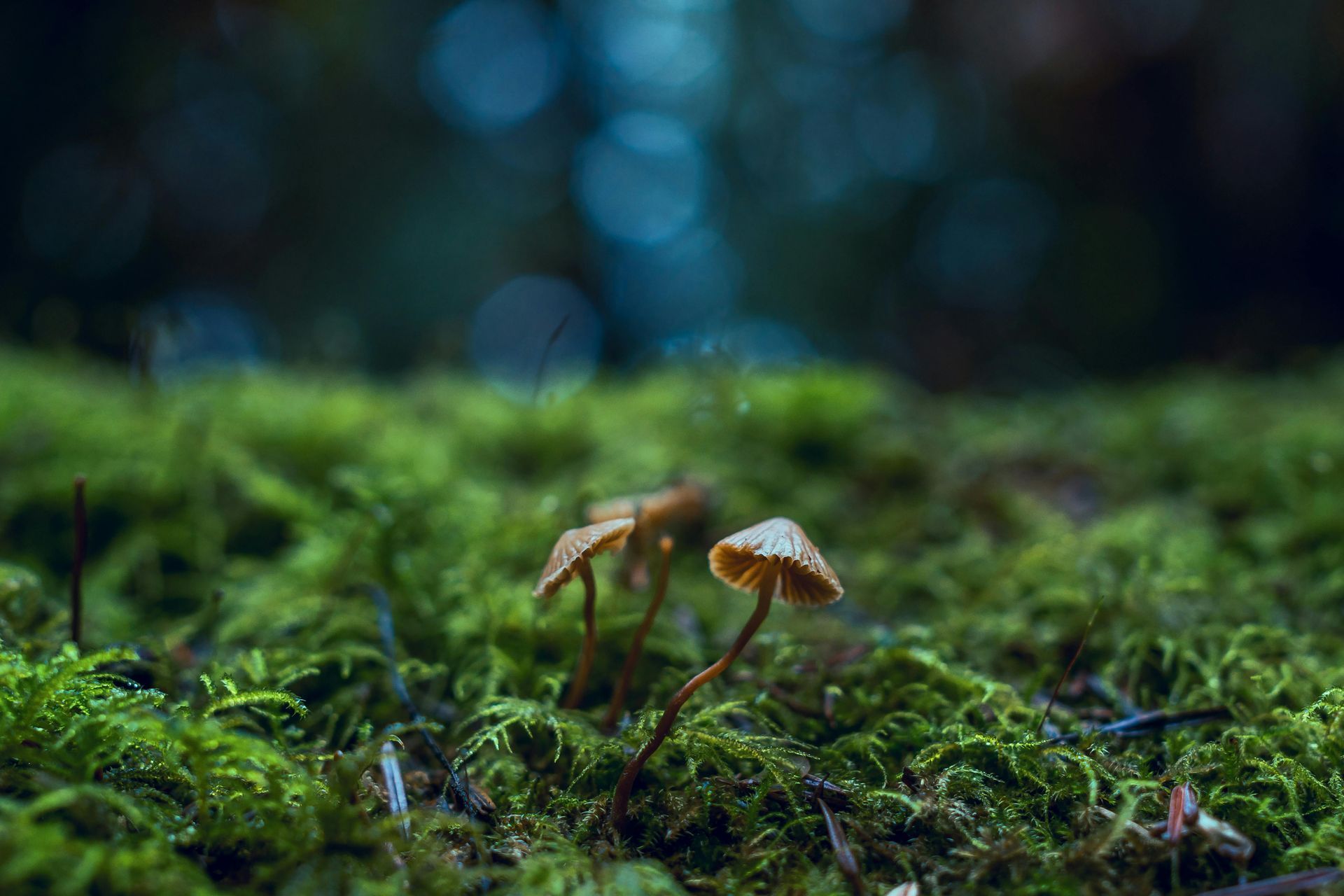 Small brown mushrooms grow out of a vibrant green mossy forest floor against a soft, dark, out-of-focus background.
