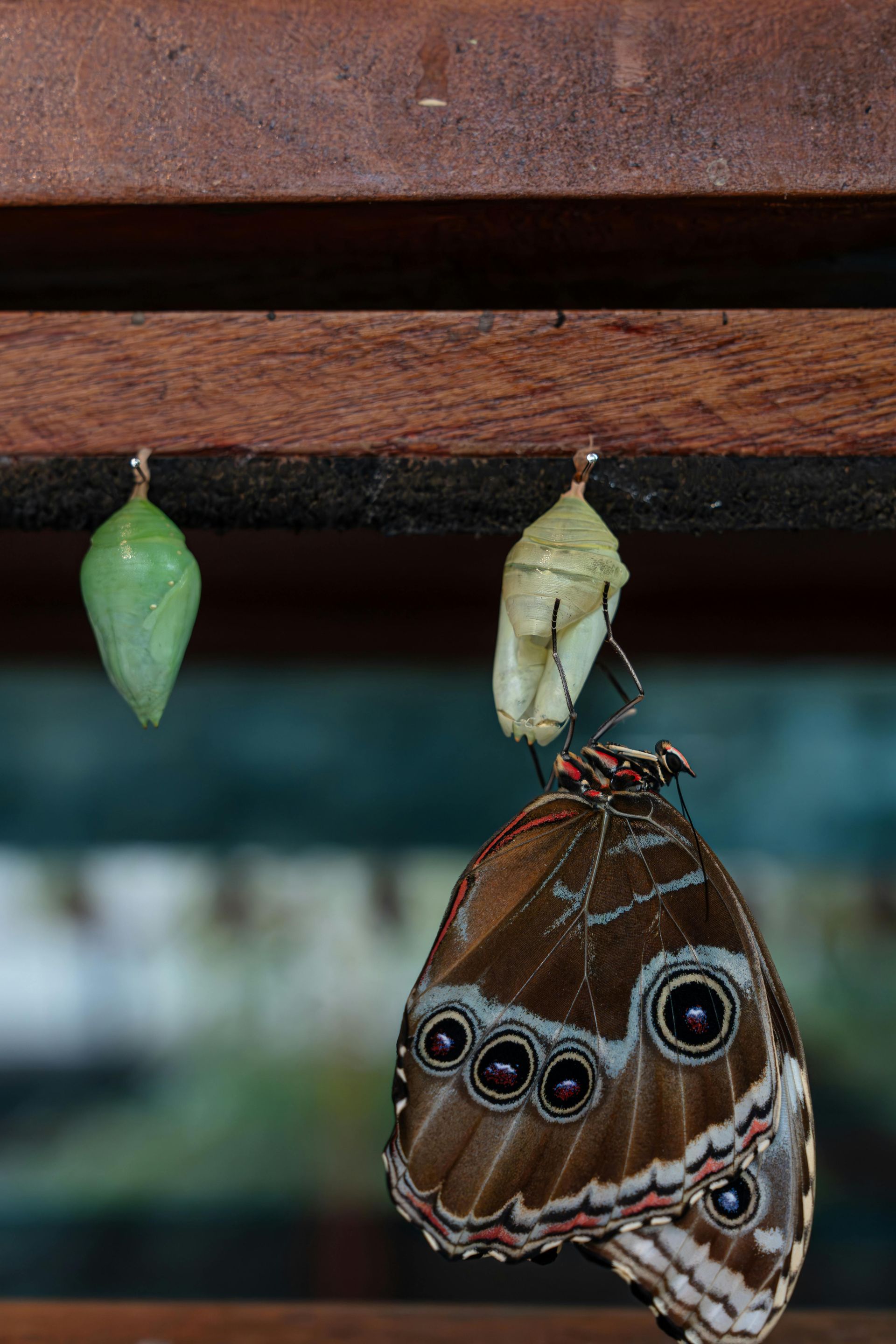 Butterfly emerging from chrysalis, next to two chrysalises hanging on wooden beams.