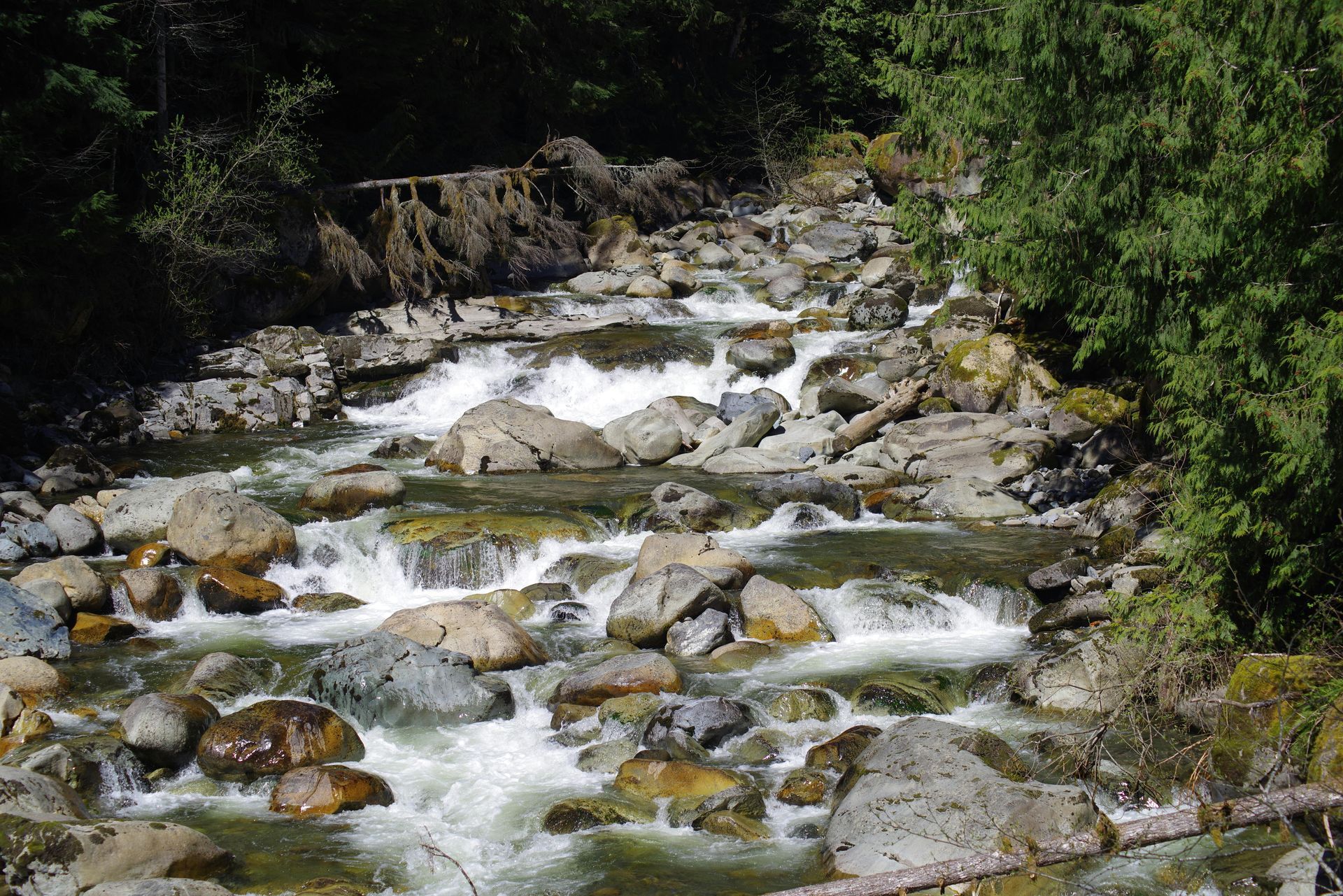 A mountain stream flows over rocky terrain, surrounded by a dense, green forest.