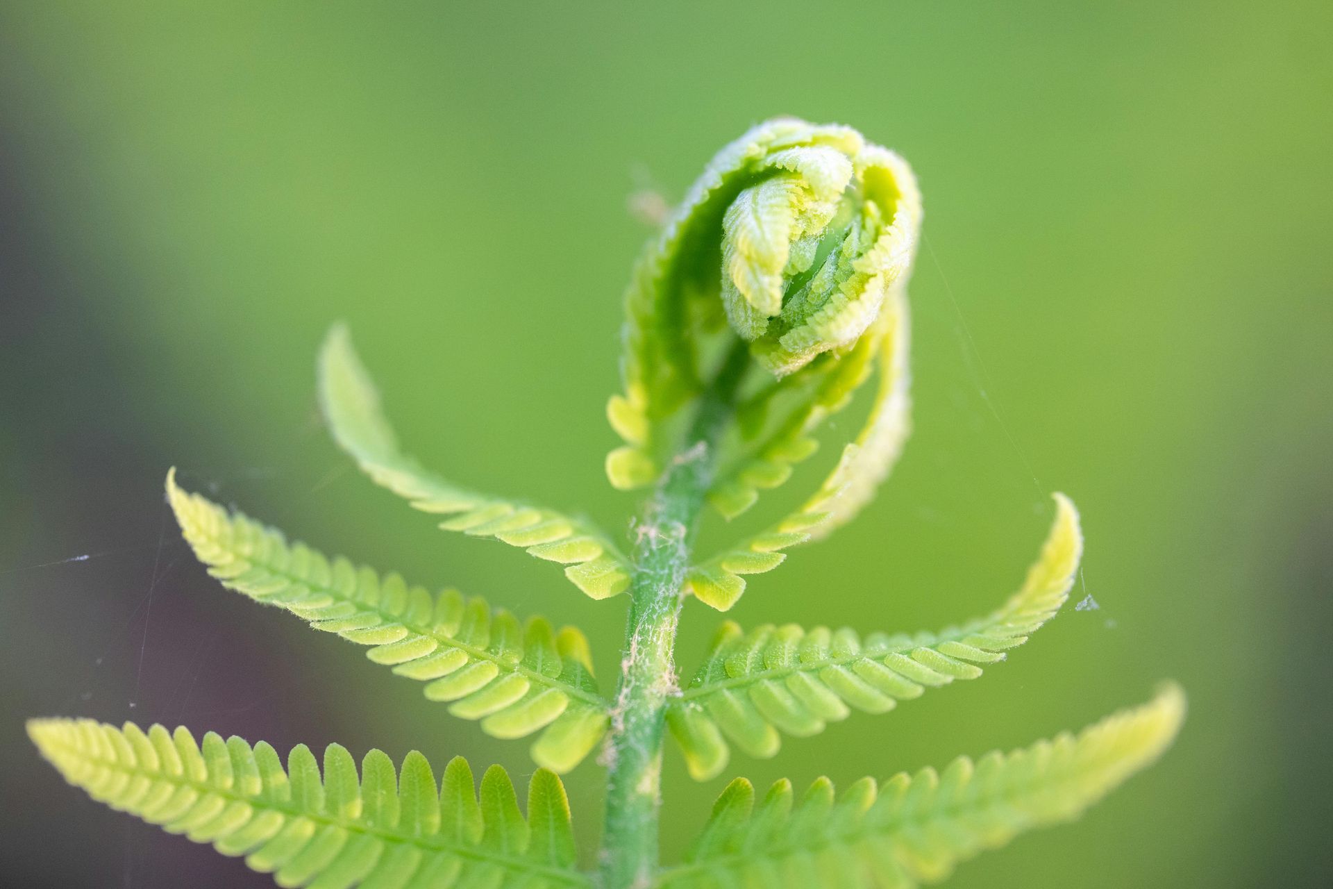 Green fern frond unfurling against a soft, blurred green background.