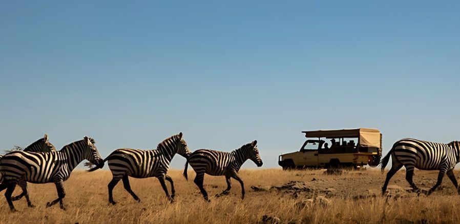 A group of zebras are walking in a line in front of a safari vehicle.