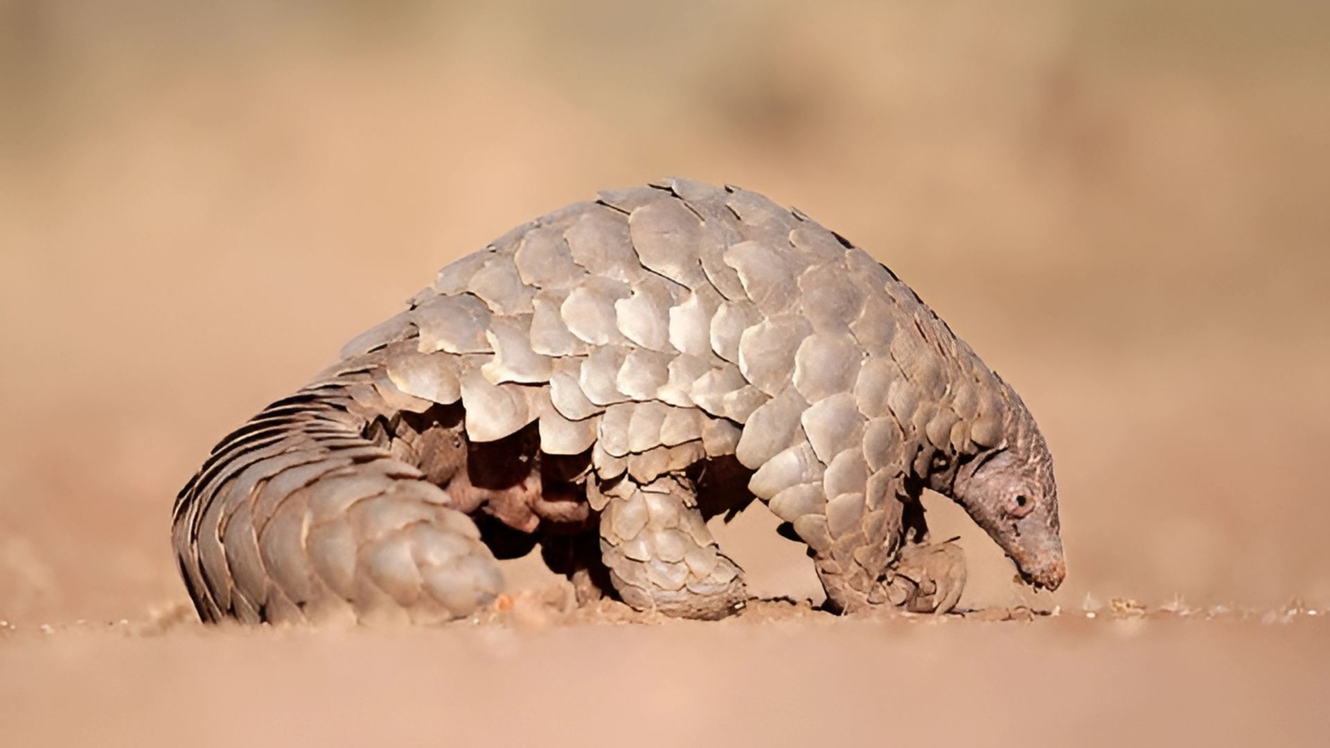 A pangolin is crawling on the ground in the desert.