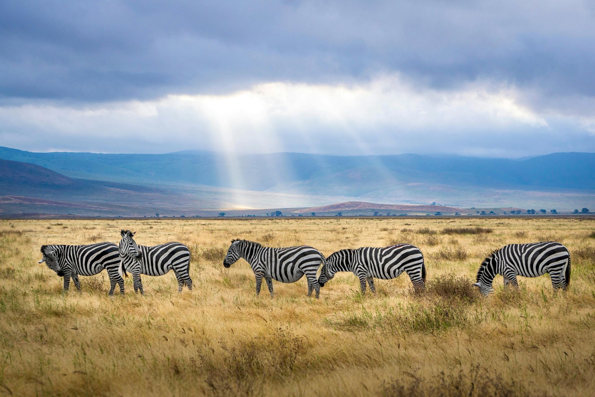 Zebras grazing in a grassy field under a cloudy sky with sunbeams.
