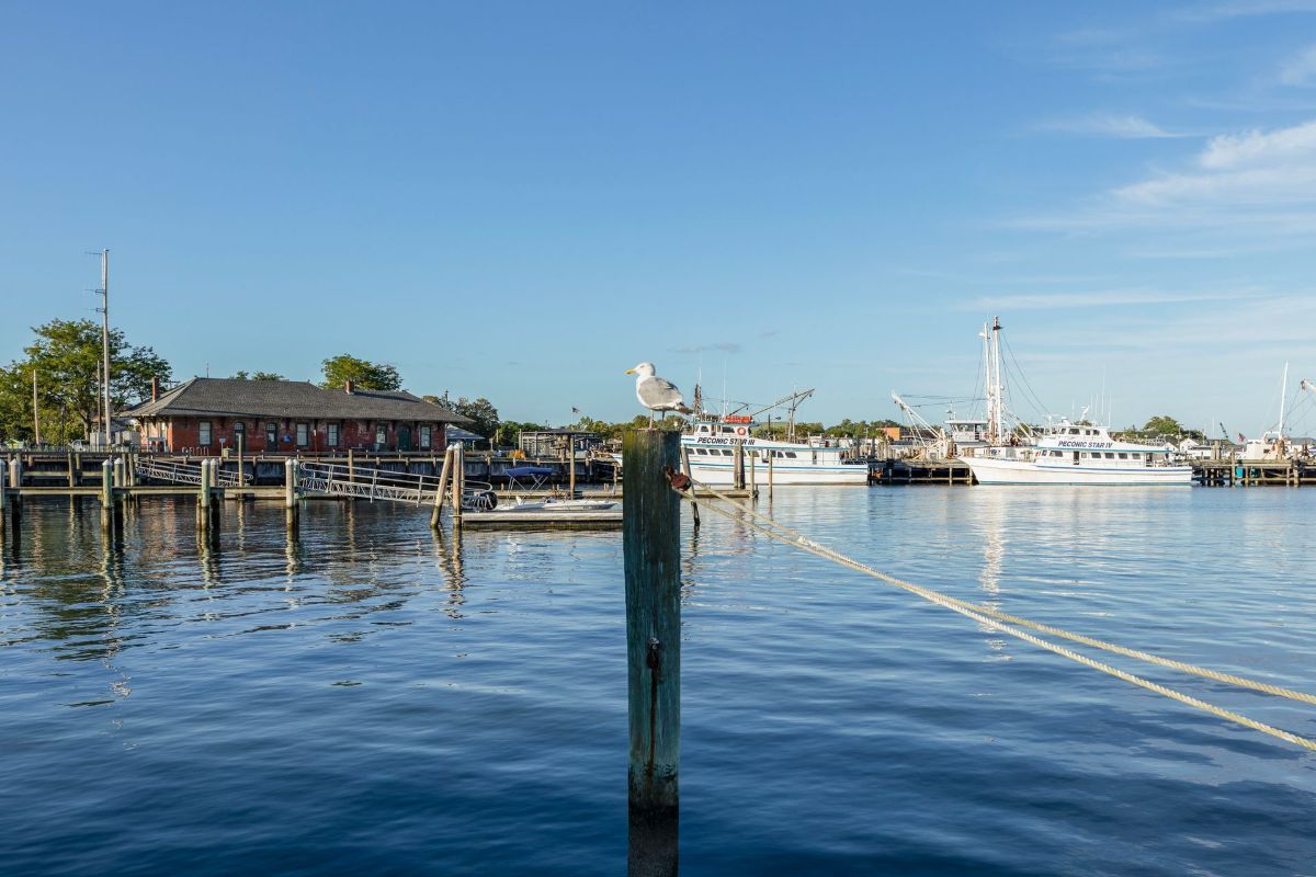 A seagull is perched on top of a wooden post in the water.