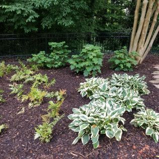 A garden bed with several green plants and brown mulch