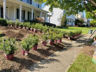 Rows of potted shrubs lined up in front of a house