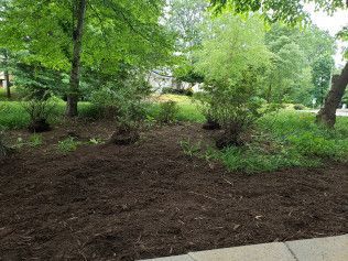 A mulched garden bed