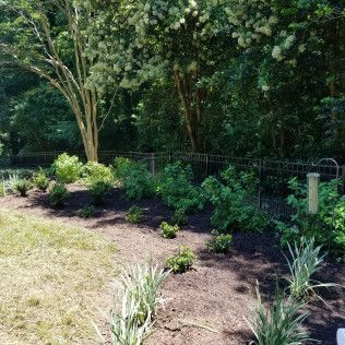 Lush green garden bed with various plants and dark mulch