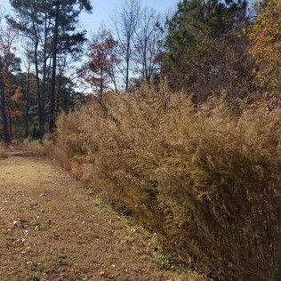 A grassy path bordered by tall