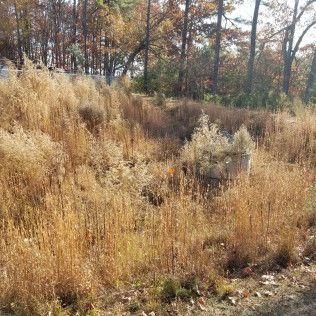Dried tall grasses in a field, with trees in the background
