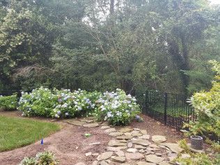 Hydrangeas in bloom along a stone path next to a wrought-iron fence and lush greenery
