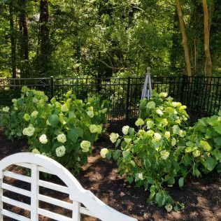 White bench overlooks a garden 