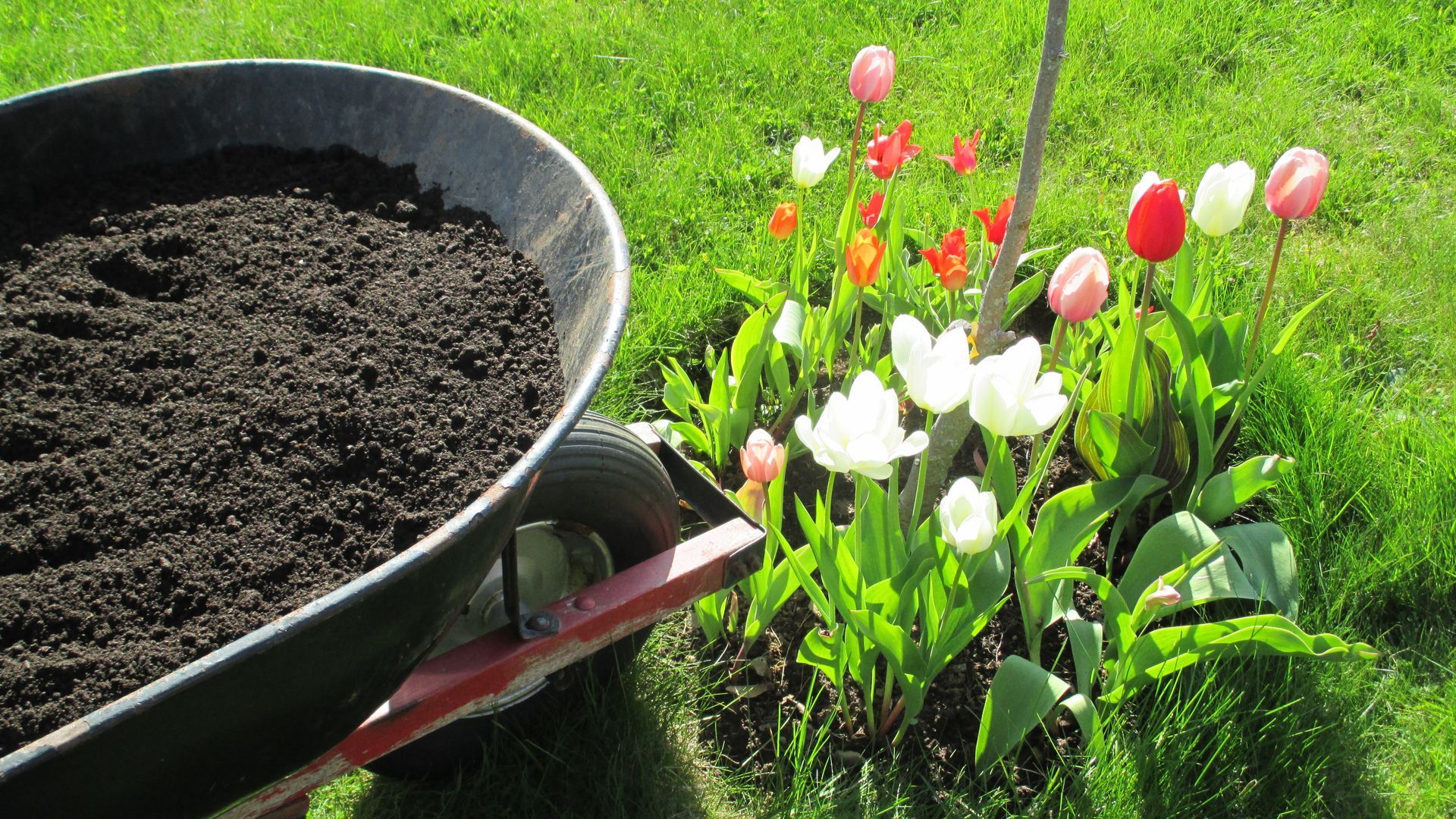 Wheelbarrow with dark soil next to a flower bed of colorful tulips on green grass