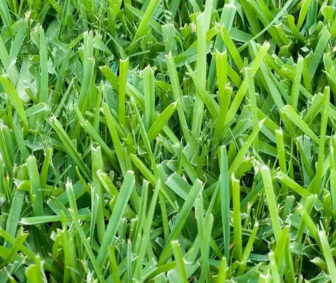 Green blades of grass, freshly cut, in close-up.