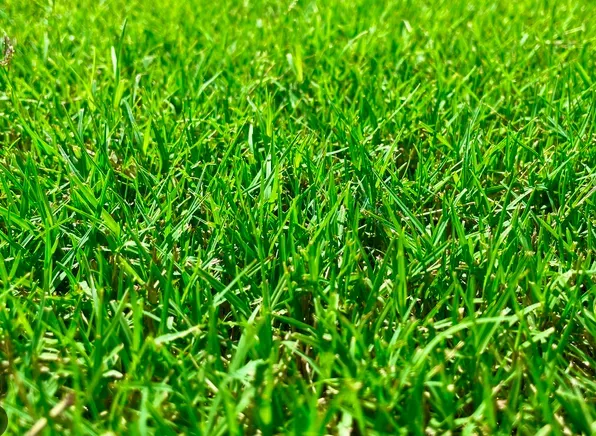 Lush, green grass close-up, illuminated by sunlight, creating a bright and vibrant texture.