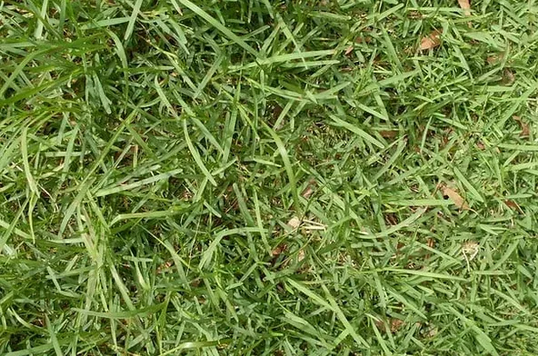 Green grass, close-up view. Blades of grass are wet, with some visible dead leaves.