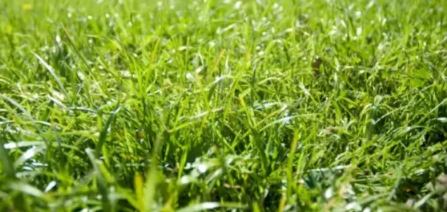 Close-up of bright green grass blades, illuminated by sunlight.