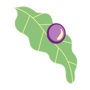 A green leaf with a purple circle on it.