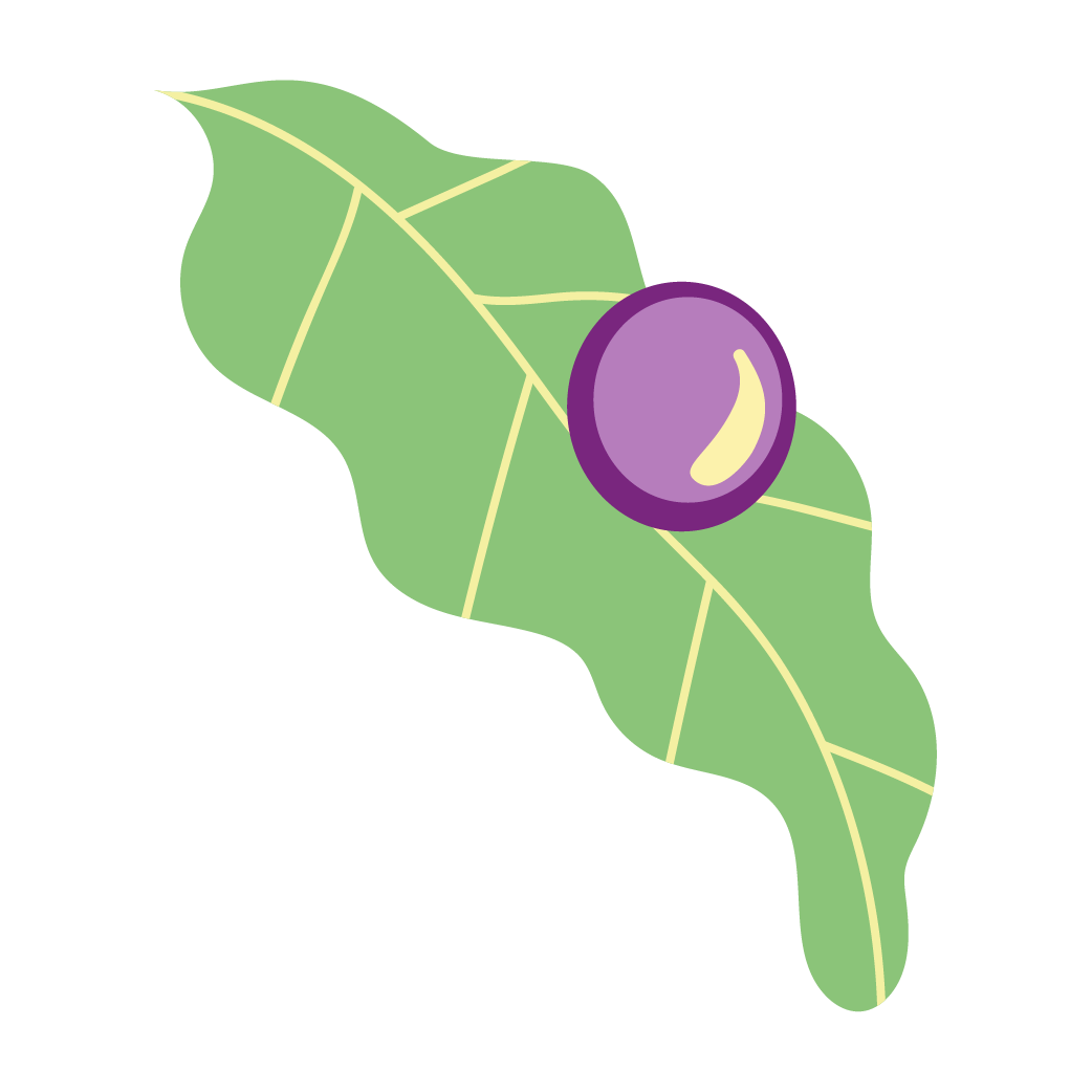 A green leaf with a purple circle on it.