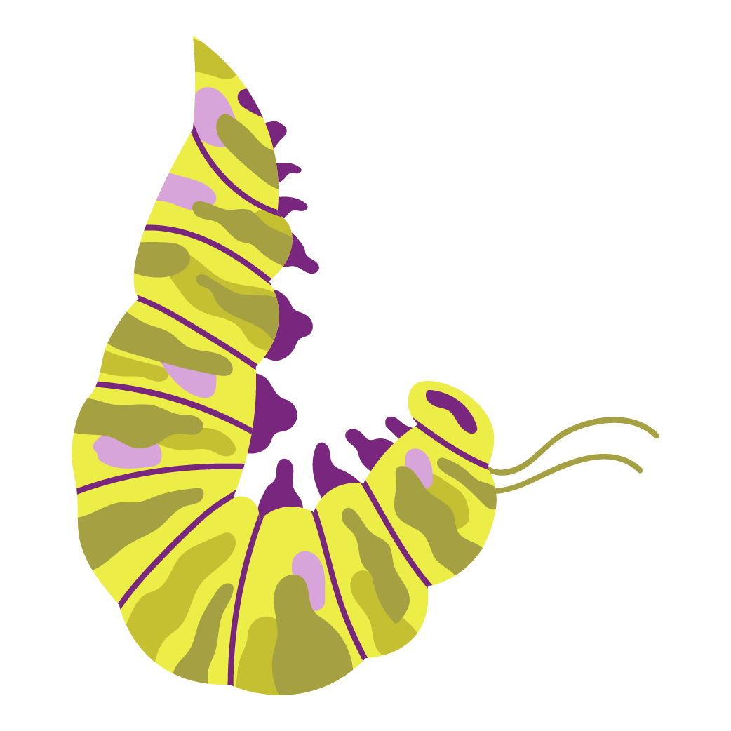 A yellow and purple caterpillar is crawling on a white background.