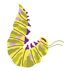 A yellow and purple caterpillar is crawling on a white background.