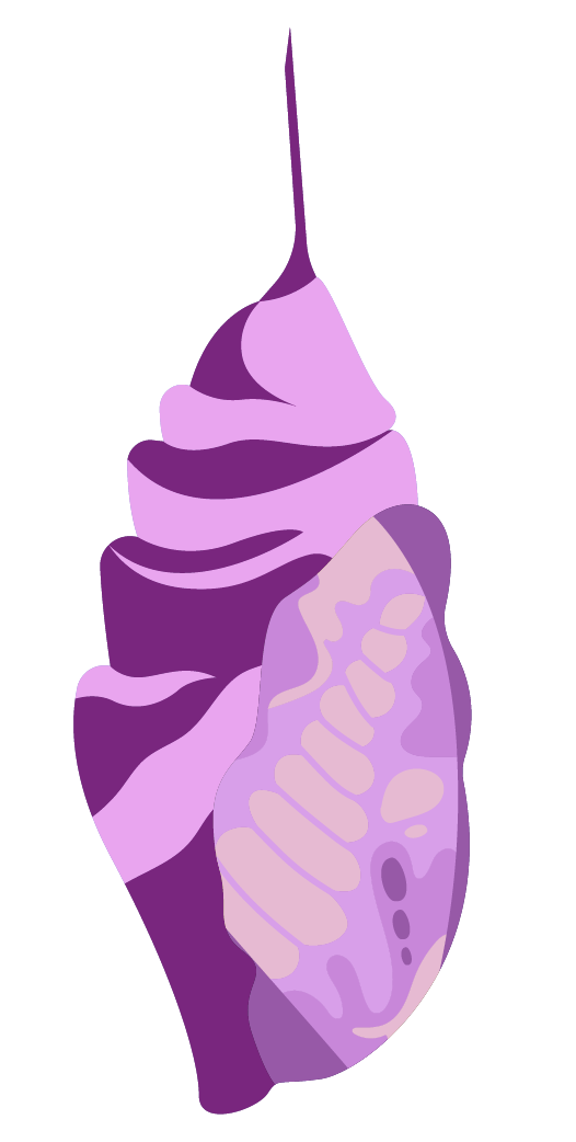 A purple and pink butterfly chrysalis on a white background.