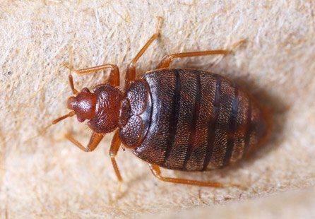 Concentrates and Baits — Small Bedbug in Detroit, MI