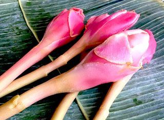 Three pink flowers are sitting on a green leaf