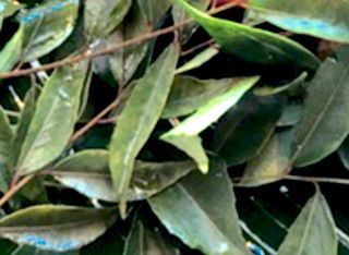 A bunch of green leaves on a tree branch