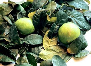 A pile of green leaves and limes on a white surface