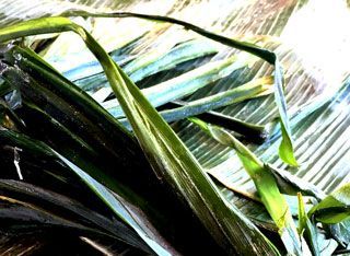 A bunch of green leaves are laying on a table