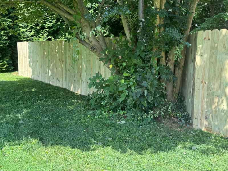 Wooden fence beside a tree and leafy shrub in a grassy backyard.