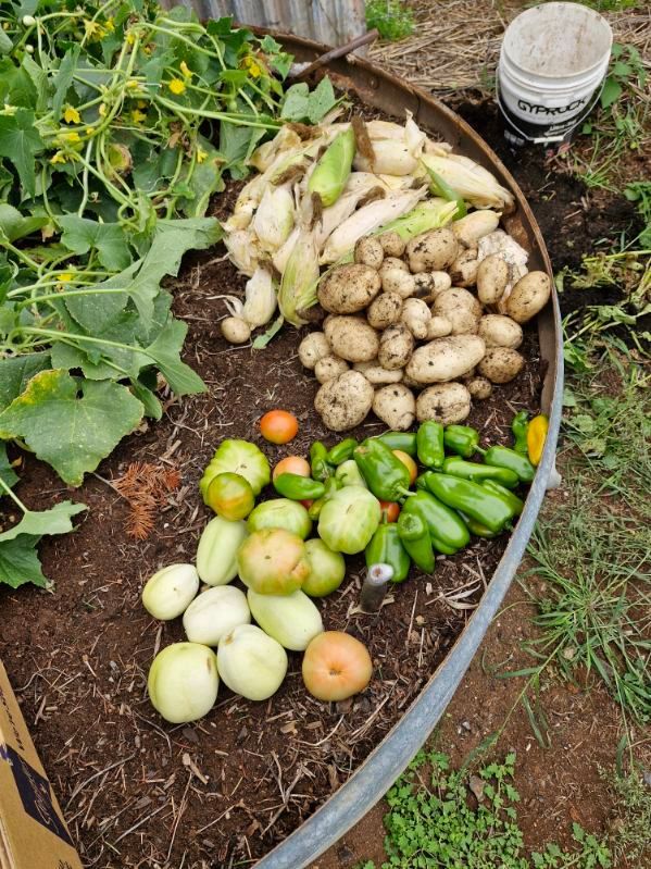 Harvested vegetables in a raised garden bed: potatoes, corn, tomatoes, peppers.
